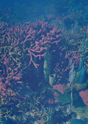 Coral