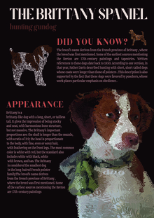 The Britanny Spaniel