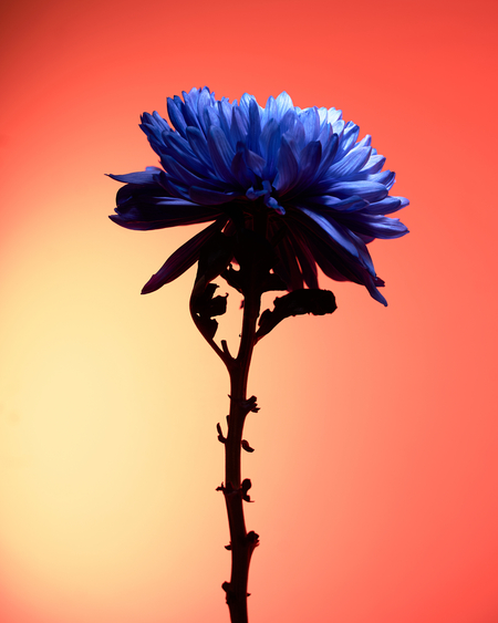 Human flowers