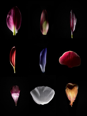 In The Night Garden