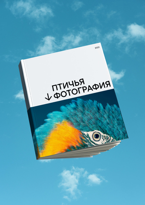 птичья фотография 