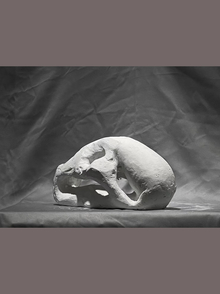 «Костная основа»