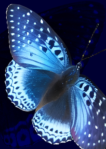 The Popinjoy butterfly