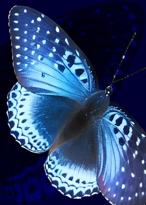 The Popinjoy butterfly
