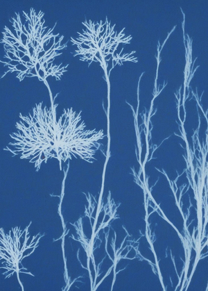 atkins_photo_LoRA photo by Anna Atkins