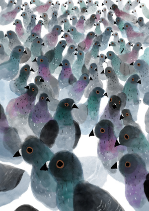 Pigeons
