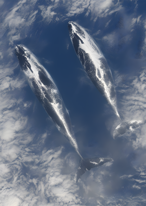 Sky Ocean