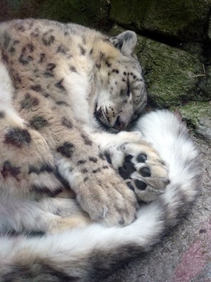 Panthera uncia