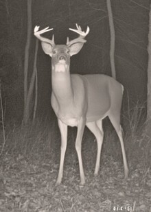 Night Vision. Обучение нейросети