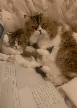 Смешной котик