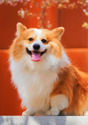 D.O.G
