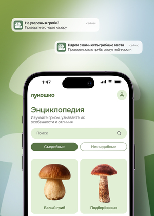Приложение для безопасного сбора и изучения грибов «Лукошко»