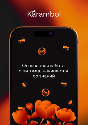 Медиа-сервис о безопасности домашних животных «Karambol»
