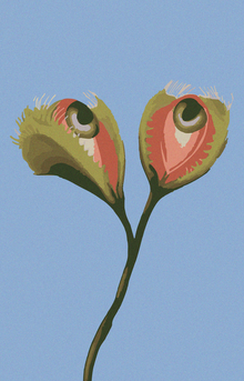 The flycatcher