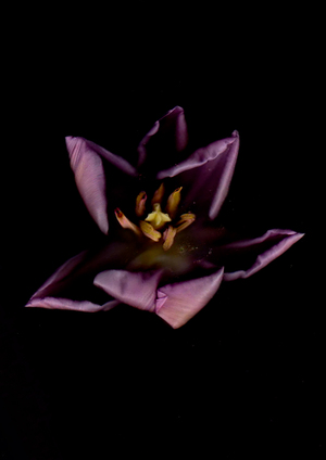 ALBIONE & MEZZATORRE x SNOWDROP