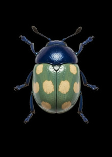 Научная визуализация. Disruptive Patterns: The Science of Camouflage Научная визуализация. Disruptive Patterns: The Science of Camouflage