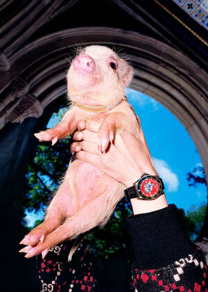 GUCCI / The Year of the Pig