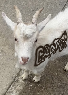 Goats? Goats?