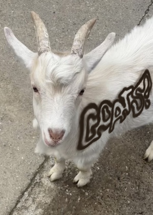 Goats ?