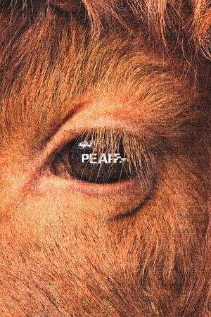 Брендинг деревенского кинофестиваля  PEAFF
