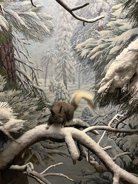 Специфика диорамы живой природы: American Museum of Natural History