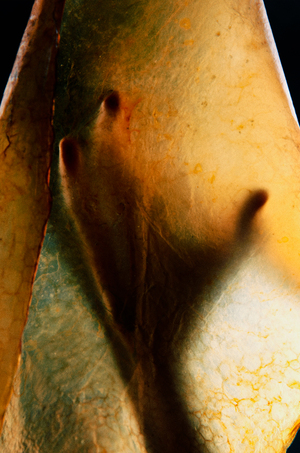 TRIAR SCOBY LEATHER