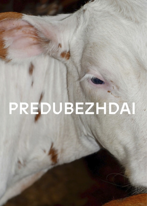 Analysis of&nbsp;the PREDUBEZHDAI brand communication