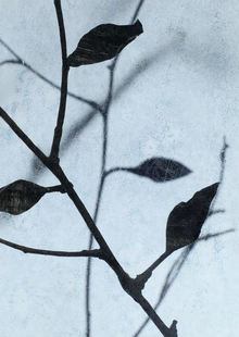 Tiny Leaves. Memory