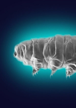 The Tardigrade
