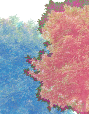 Acer negundo