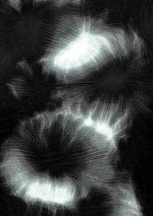 Birds ov Paradise — Fog