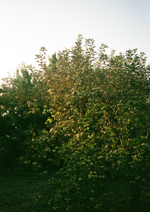 другое лето