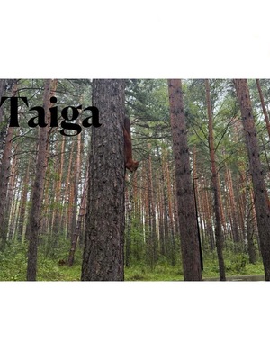 ТАЙГА ТАЙГА