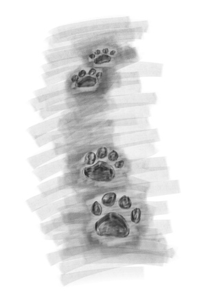 Fading Tracks