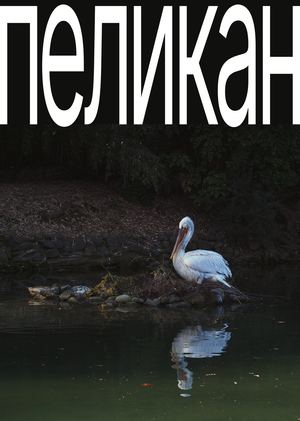 пеликан видеоарт
