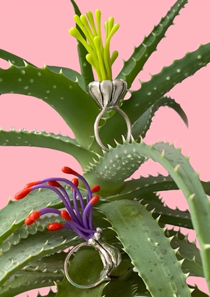 Passiflora