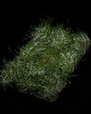 2.1* Physical, rejection of the spiritual.