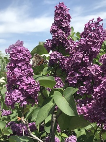 Lilac