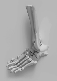 Анатомическая скульптура экорше и стопы. Создание персонажа по эскизам.