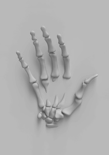 Анатомическая скульптура руки. Создание анатомической скульптуры животного.