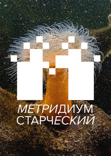 Метридиум Старческий