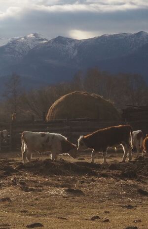 Выход из нормы времени и бурятская темпоральность  

