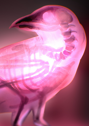 INSIDES