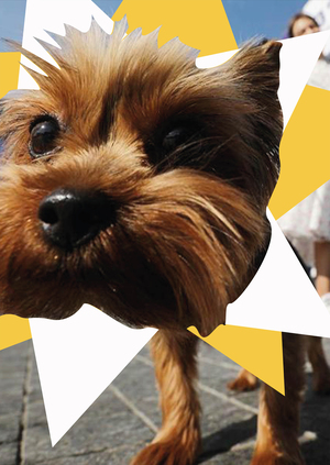 Собака в наши дни