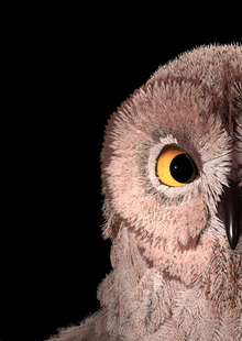 Owl grooming