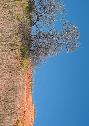 Столб, звезда и круассаны