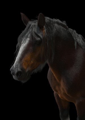 Лошадь тяжеловес: CG grooming