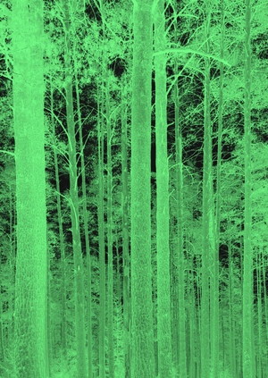 лес.сон // путеводитель по пространству