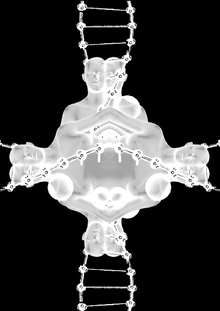 Metamorph