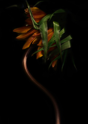 BLOOMING SCAN